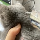 시소동물병원 이미지
