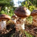 송이여성의원 이미지