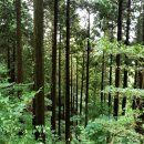 나무랑숲 이미지