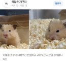 달빛햄스터리
