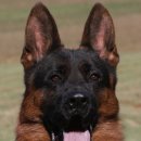 아마존애견사 이미지