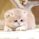 라온캣 대구고양이분양 낭만펫 강아지분양 대구점 이미지