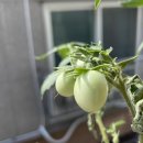 상봉종합화장품 | 일상 블로그 :: 24.08.30 (방울토마토 키우기, 망우 미분당, 상봉 올리브영, 천호 후타리 리온)