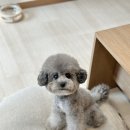 아띠아몽 이미지