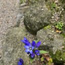 꽃잎펜션 이미지