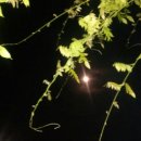 보루우