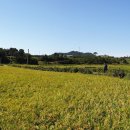 예향천리마실길 10코스 가시연꽃길 이미지