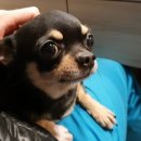 플라잉 펫(Flying pet)