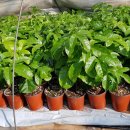 장속농장 이미지