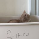 파인솔루션 | 입짧은 고양이 보양식 추천! 올인원 사료 <페니또 파인다이닝> 기운 충전 후기