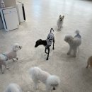 월 스트리트 애견유치원 이미지