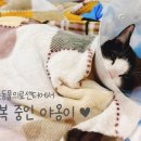 이든 동물의료센터 이미지