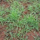 춘수농장 이미지