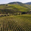 안티노리 이미지