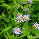 물새롬랜드오토캠핑장 이미지