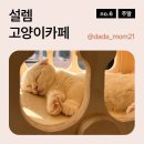 설렘고양이카페 이미지