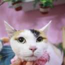 주리헤어 이미지