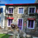 지오애견미용샵 이미지