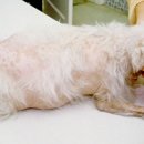 24시 서울YES동물병원 이미지