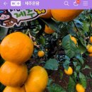 제주온팜