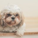 효천동물병원 이미지