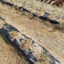 광성농장 이미지