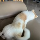제이앤제이그루밍 네이버블로그