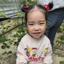 5월3주 모아베리 딸기농장에 다녀왔어요 이미지