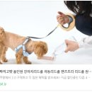 파미홀 | 산책이 간편해진다!! 파미고펫 올인원 자동 강아지리드줄 이용 후기