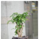 해피트리샾