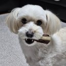 멍빵댕빵 | 멍빵댕빵 :강릉 강아지 수제간식 전문점. 울집 강아지 맛평가 후기있음 !