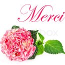 젤리코스 이미지