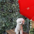 달달하개 이미지