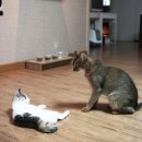 고양이 별 이미지