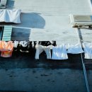 세탁의모든것 이미지