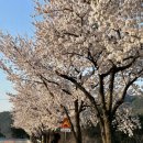 강산체육관 | 대회][단양 맛집] 2026년 제 7회 단양소백산기 9인제 배구대회 후기, 배구하고 가기 좋은 단양 맛집 소개!