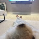 이불 속 댕댕이 이미지