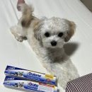 펫크루즈 | 오라틴 투스페이스트 겔 70g 강아지 고양이 구강 관리 치약 | 크루즈펫 치약 솔직 사용 후기 🩵