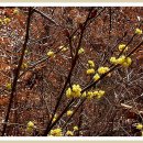 잎, 줄기, 꽃에서 생강냄새가 난다는 '생강나무'의 노랑 꽃─분통이 최문곤 님 이미지