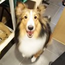 강아지song 이미지