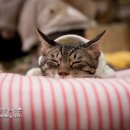 다락방고양이 이미지