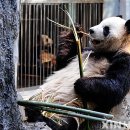 판다 이미지