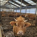 목동한우농장 이미지