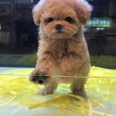 멍멍이냥 강아지분양 이미지