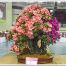 분재전시회 이미지