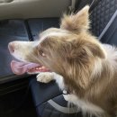 우다다 펫택시 이미지