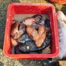 거제대구수산물축제 | 2026 거제 대구수산물 축제 후기 외포항 지역 경남 거제도 가볼만한곳