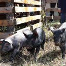 다복마천흑돼지 이미지