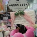 2016 부산국제반려동물산업박람회 후기