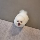 애견미용실 꽃개 이미지